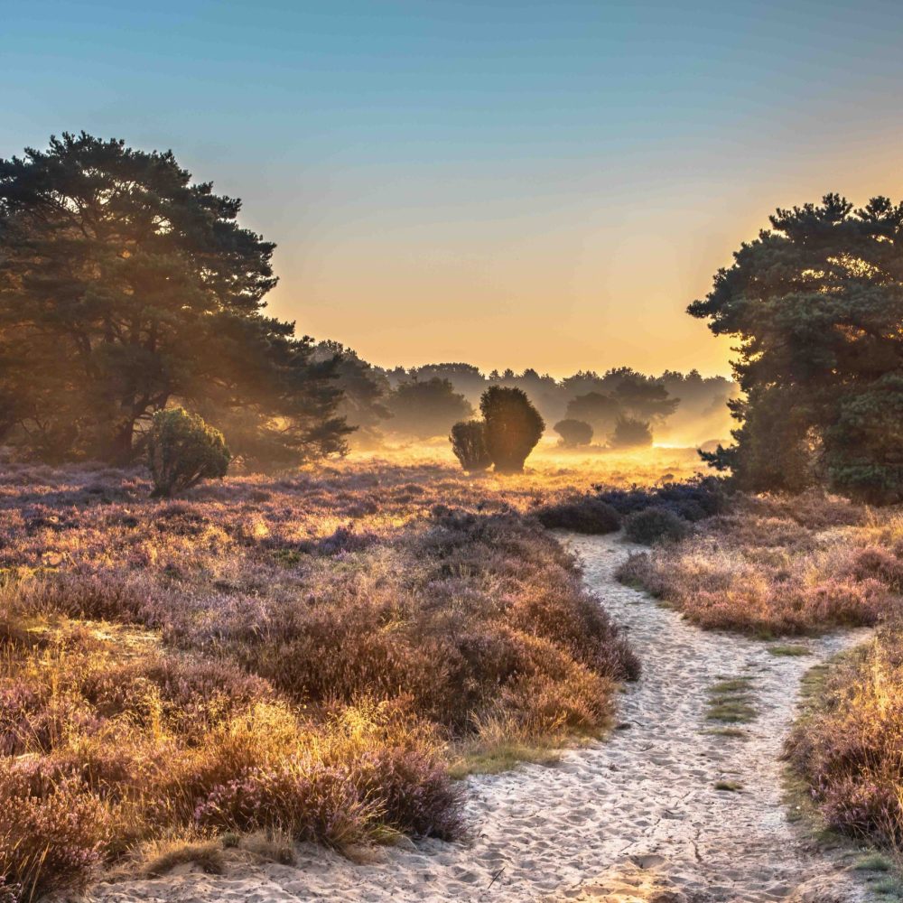 Sunrise over flowering heathland Dwingelderveld Netherlands Sunrise over blooming Heathland in National Park Dwingelderveld, Drenthe, the Netherlands. Landscape scene of nature in Europe.