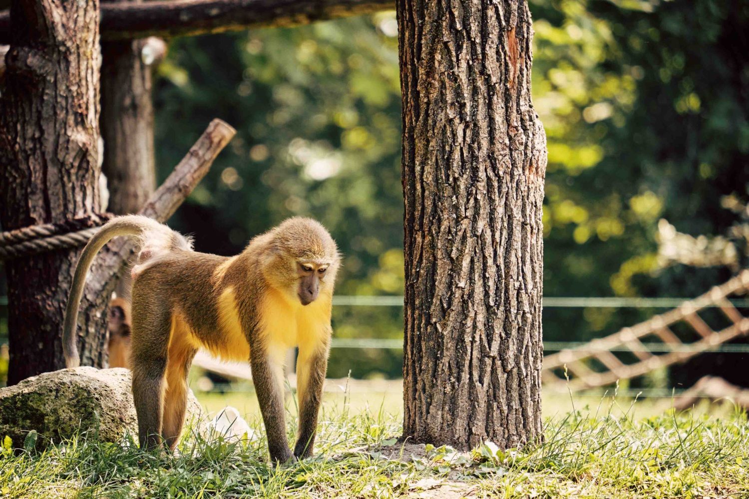Golden-bellied mangabey Golden-bellied mangabey