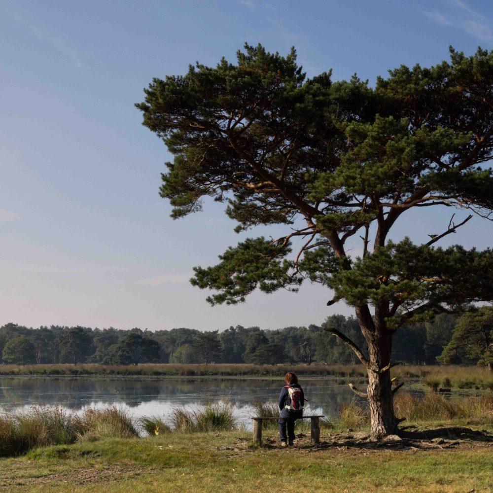 Women enjoying the view Women sitting under a tree is enjoying the view over a large pond